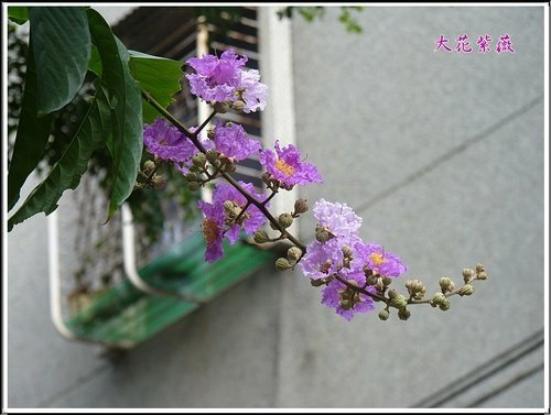 2012大花紫薇08.jpg
