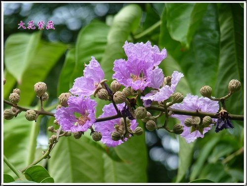 2012大花紫薇09.jpg