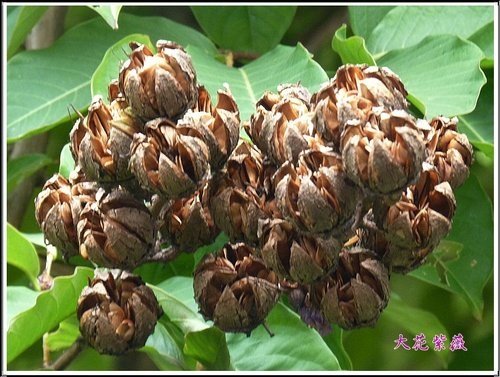 2012大花紫薇11.jpg