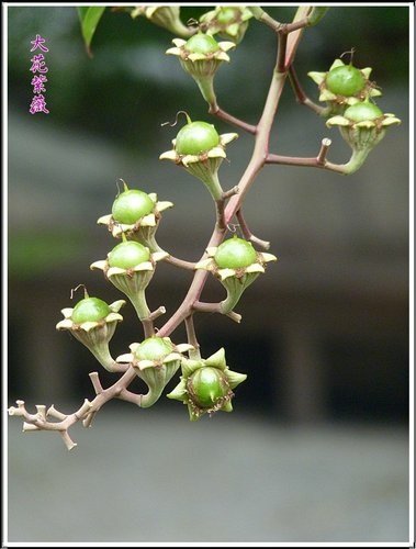 2012大花紫薇12.jpg