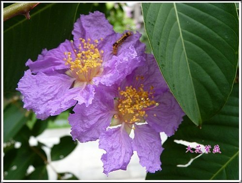 2012大花紫薇13.jpg