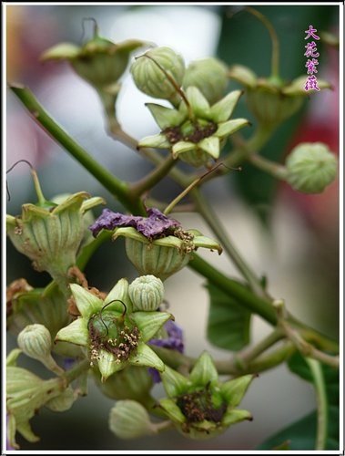 2012大花紫薇15.jpg