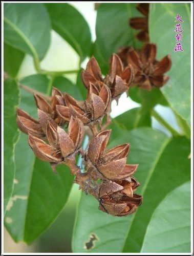 2012大花紫薇16.jpg