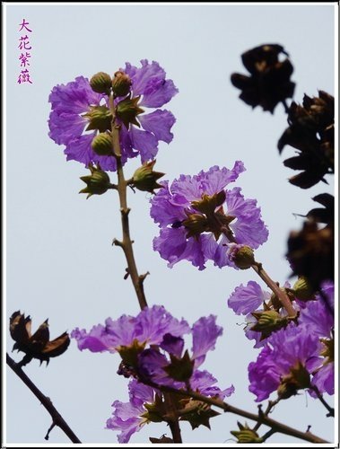 2012大花紫薇18.jpg