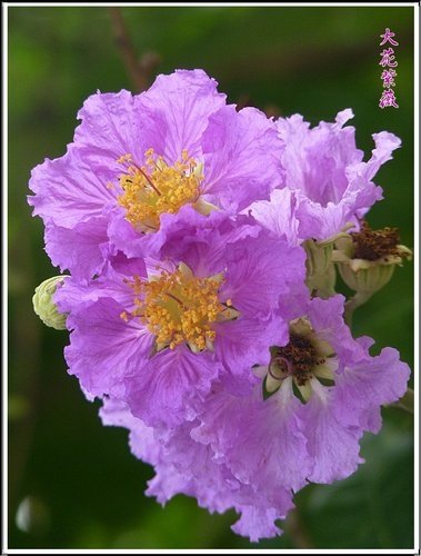 2012大花紫薇19.jpg