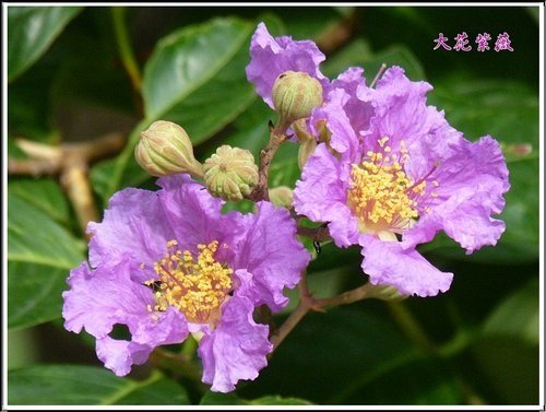 2012大花紫薇20.jpg