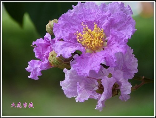 2012大花紫薇21.jpg