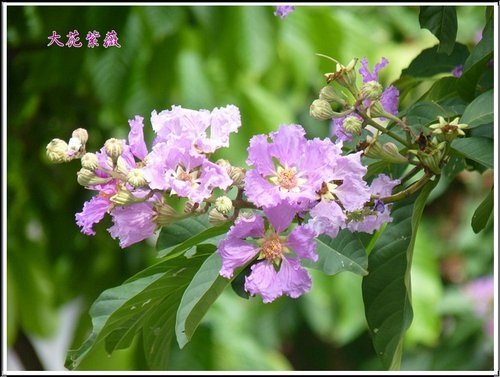 2012大花紫薇22.jpg