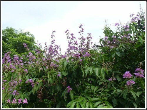 2012大花紫薇23.jpg