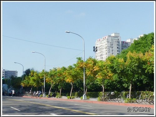 2012台灣欒樹~新北市32.jpg