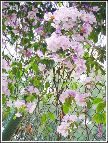 2012蒜香藤03.jpg