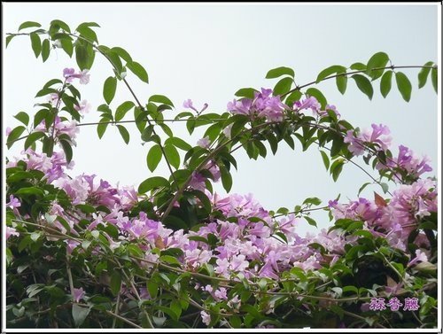 2012蒜香藤04.jpg