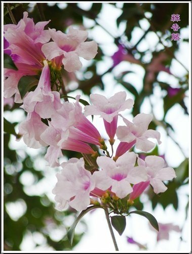 2012蒜香藤10.jpg