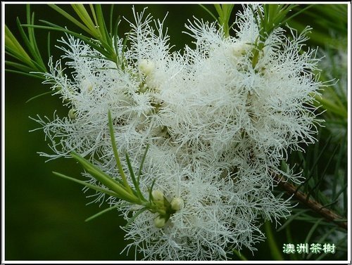 2012澳洲茶樹%26;白千層03.jpg