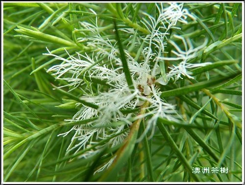 2012澳洲茶樹%26;白千層04.jpg