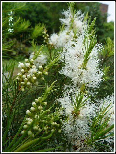 2012澳洲茶樹%26;白千層05.jpg