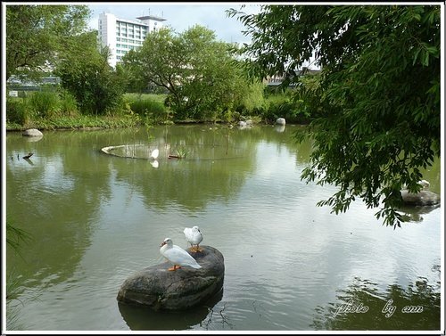 聚~北海道昆布鍋(台北南昌店)%26;校園隨拍20.jpg
