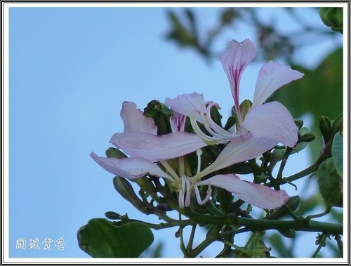 關渡賞芒隨拍04.jpg