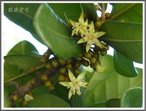 關渡賞芒隨拍05.jpg