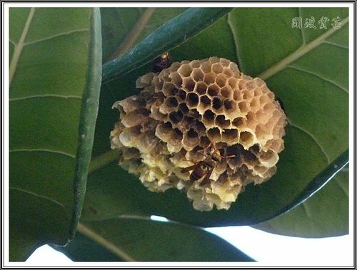關渡賞芒隨拍06.jpg