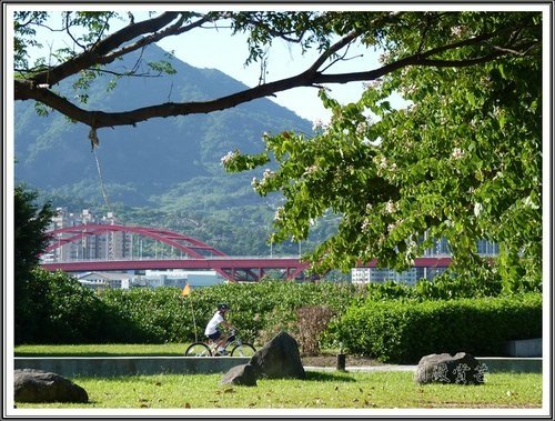 關渡賞芒隨拍07.jpg