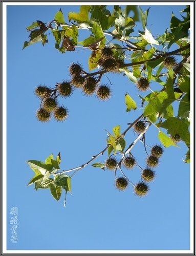 關渡賞芒隨拍08.jpg