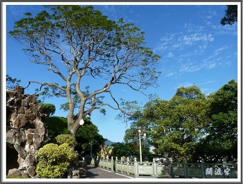 關渡賞芒隨拍13.jpg