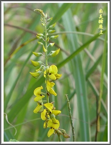 關渡賞芒隨拍19.jpg