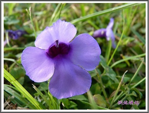 關渡賞芒隨拍21.jpg