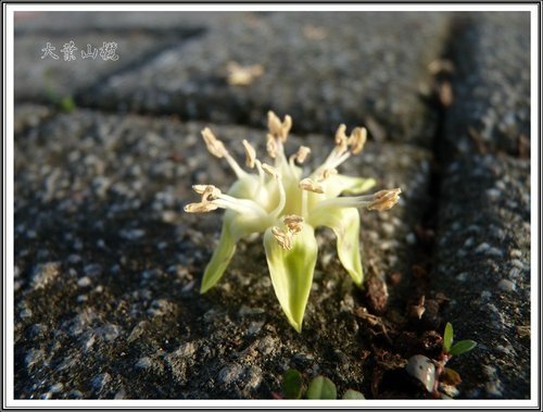 關渡賞芒隨拍23.jpg