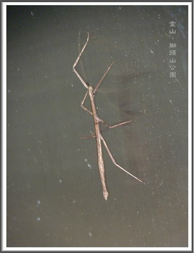 金山~獅頭山公園46.jpg