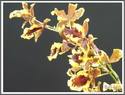 2012爭艷館花卉展~愛在台北(三)33.jpg