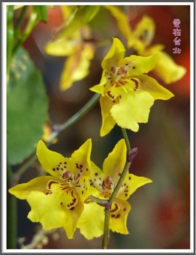 2012爭艷館花卉展~愛在台北(三)34.jpg