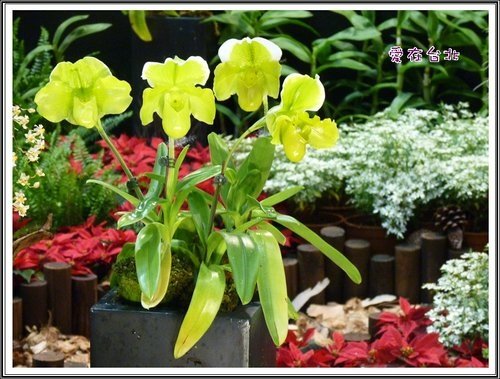 2012爭艷館花卉展~愛在台北(三)37.jpg