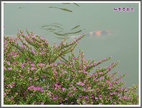 千屈菜科的小紫花~水豬母乳%26;細葉雪茄花06.jpg