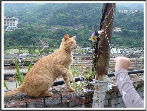 猴硐貓村10.jpg