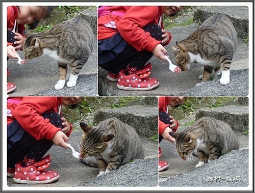 猴硐貓村40.jpg