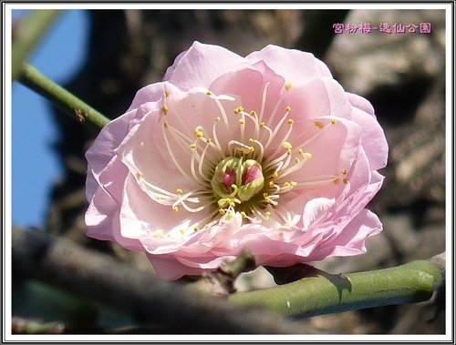 賞梅~逸仙公園(二)03.jpg