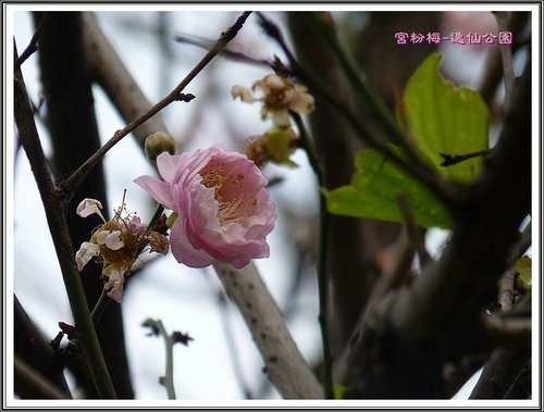 賞梅~逸仙公園(二)27.jpg