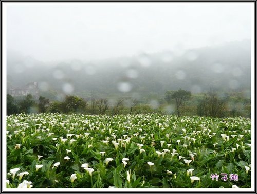 走春~竹子湖27.jpg
