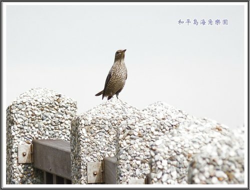 和平島海角樂園%26;基隆巷弄小吃16.jpg