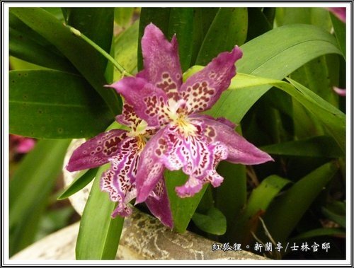 與蘭相遇~士林官邸新蘭亭08.jpg