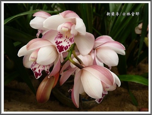 與蘭相遇~士林官邸新蘭亭09.jpg