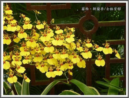與蘭相遇~士林官邸新蘭亭27.jpg