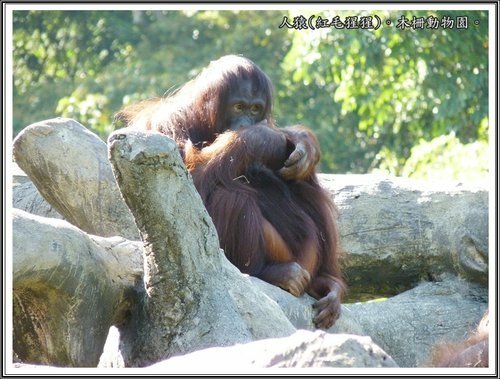 木柵動物園~動物篇(一)14.jpg