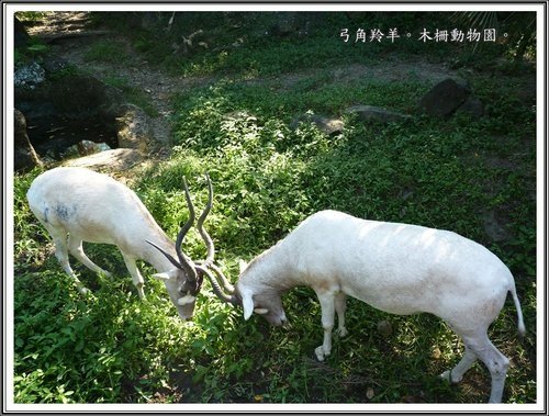 木柵動物園~動物篇(二)01.jpg