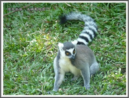 木柵動物園~動物篇(二)14.jpg