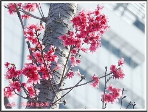 春上枝頭~萬坪都會公園01.jpg