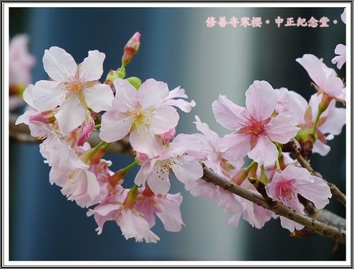 2013修善寺寒櫻~中正紀念堂18.jpg