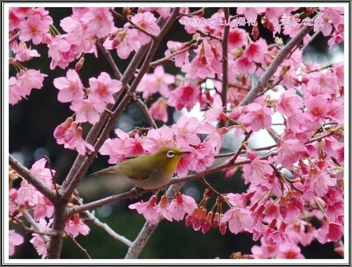 2013山櫻~中正紀念堂11.jpg